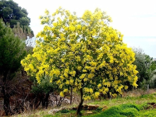 Arbol Acacia Dealbata (aromo Frances) 10lts