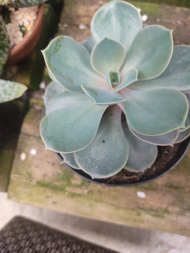 Muda Suculentas Echeverria Perle Rose Pt11