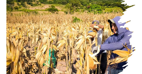 Semilla De Maiz Para Grano Blanco Para Temporal Y Riego 5kg