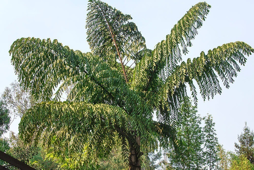 Semillas Palmera Caryota Mitis - Fish Tail 