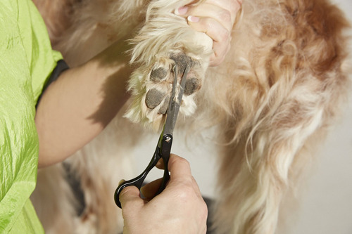Tesoura Reta Andis Professional Para Cuidar De Cães E Gatos
