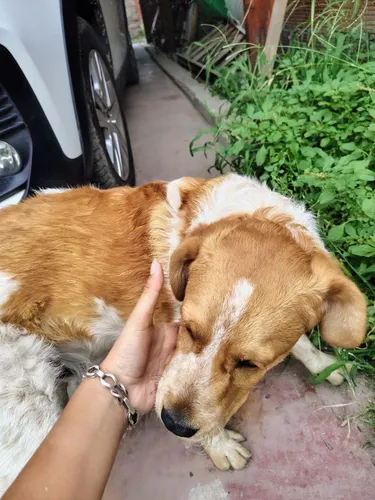 Regalo Perrito Juguetón Tipo Breton