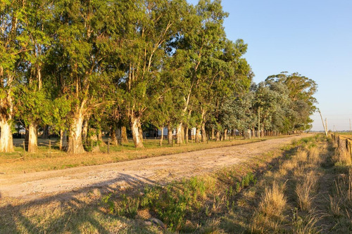 Imagen 28 de 30 de Oportunidad De Chacra Más Campo -18ha - En Virrey Del Pino