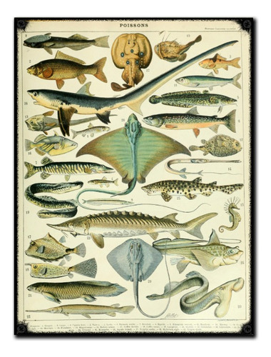 #54 - Cuadro Vintage 30 X 40 - No Chapa Peces Mar Pesca 