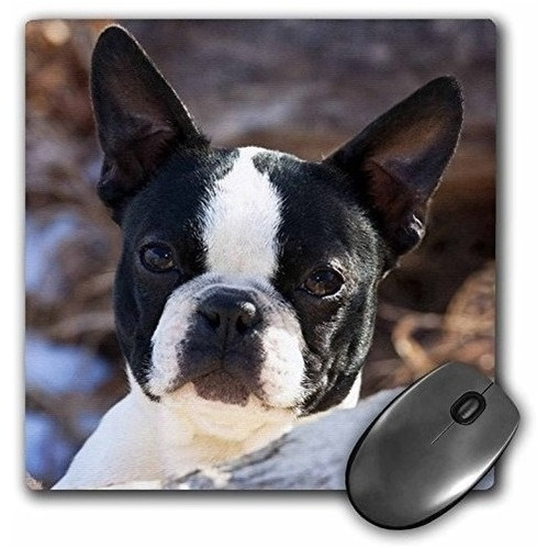 Purebred Boston Terrier Dog Na02 Pwo0017 Piperanne