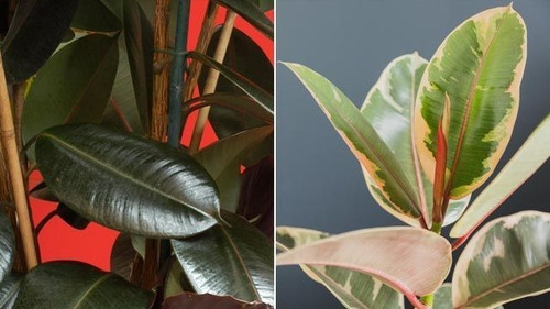 Ficus Elastica Variegado Gomero Planta De Interior Envíos