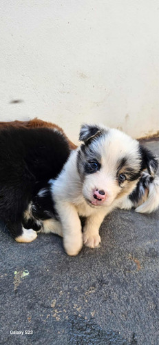 Filhotes De Boder Collie