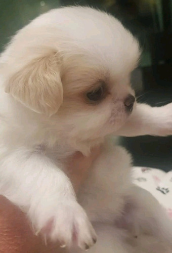 Cachorro Pekines Imperial 