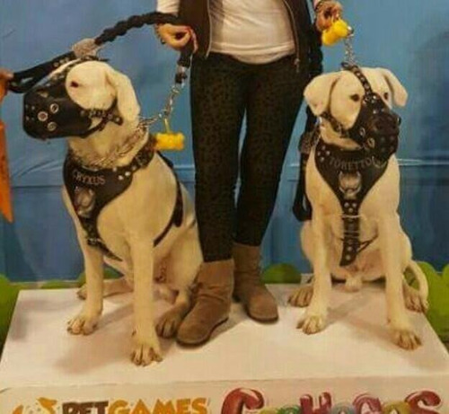 Bozal De Cuero Para Dogo Cane Corso Molosos