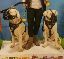 Comprar Bozal De Cuero Para Dogo Cane Corso Molosos