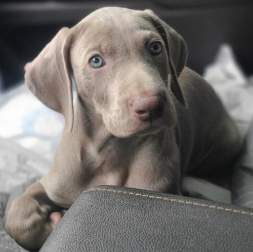 Cachorros Weimaraner Macho Disponible Garantizado