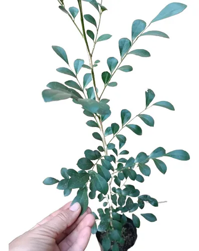 comprar Plantula Mirto De La India (murraya Paniculata)