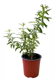 Planta Hierbas Aromaticas Lista