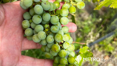Viñedo Premium En Valle De Uco