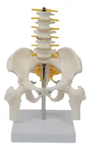 Comprar Modelo De Vértebra Lumbar Humana Modelo De Pelvis Femenina D
