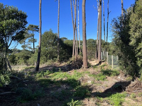 Terreno En Venta En Montoya