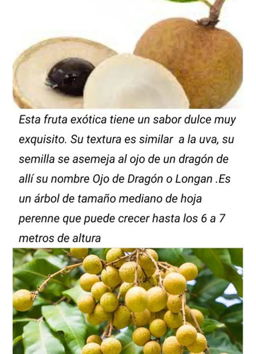 Plantas De Longan