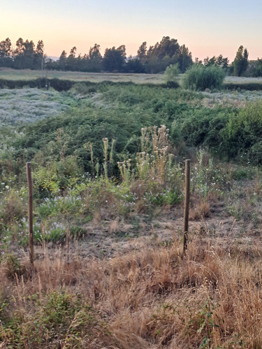 Parcela 5000m2 En Teno