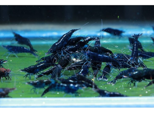 Neocaridina Blue Diamond Camarones Azules Acuario X 10.