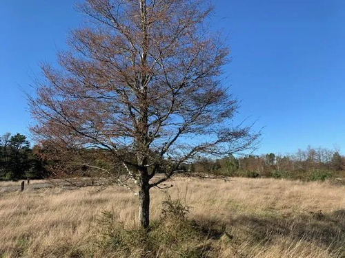 Sitio En Venta En Frutillar