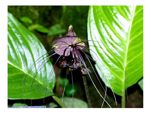 10 Semillas De Flor Murcielago - Tacca Chantrieri Cod. 561