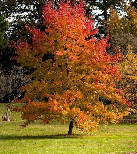 Liquidambar, Excelentes! Variedad De Tamaños
