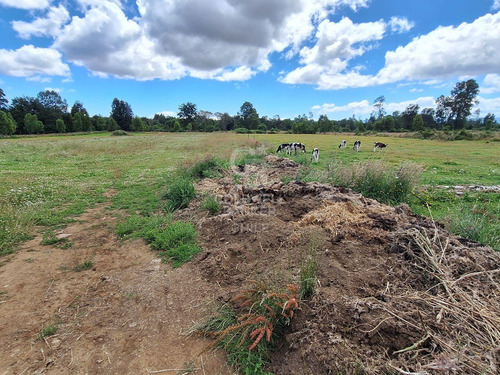 Campo Con Casa En Fresia, Excelente Inversión