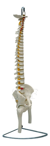 Coluna Vertebral Flexível Com Pelve Parte Fêmur Do Esqueleto