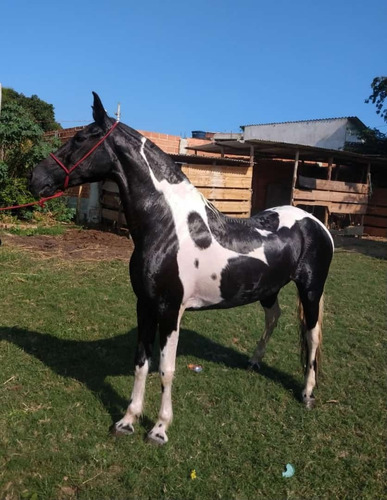 Imagem 3 de 4 de Egua Cavalo