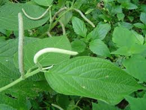 60 Hojas Frescas De Hoja Santa, Hierba Santa O Acuyo
