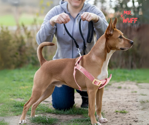 Pechera Arnes De Seguridad Para Perros Resistente Mr Wuff Rosa S