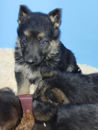 Cachorritos Policía Puros Hermosa Descendencia Ya Para Entre