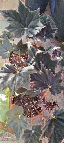 Planta De Begonia Rex