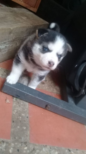 Cachorros Husky Siberiano