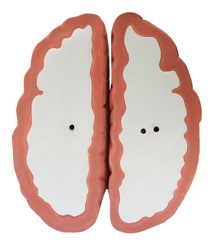 Modelo De Anatomia Do Cérebro Com Corte Transversal