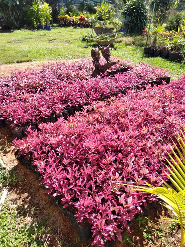 Plantas Ornamentales. Gota De Oro, Teresita, Ixora, Te Rojo