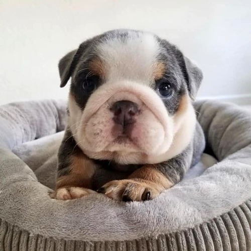 Cachorros Bulldog Ingles Perros En Venta Cartago