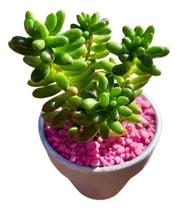 Comprar Souvenir Cactus Y Suculentas N°8 Macetas Pintadas A Elección