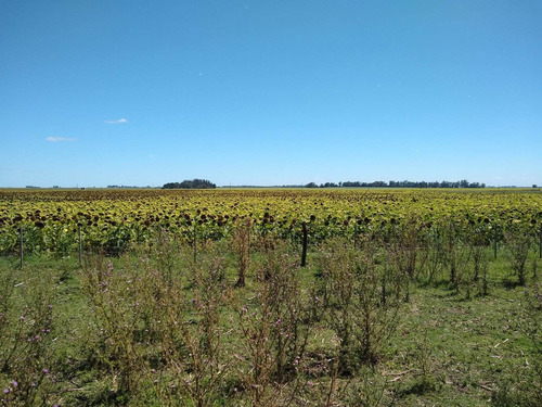 Imagen 11 de 30 de Latorre Prop Vende Campo De 34 Hectareas En Cobo