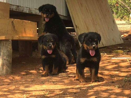 Filhotes De Rottweiler