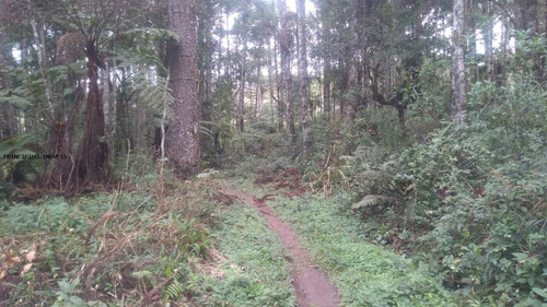 Imagem 6 de 15 de Chácara Para Venda Em Campina Grande Do Sul, Imbuial - 00292_2-1224372