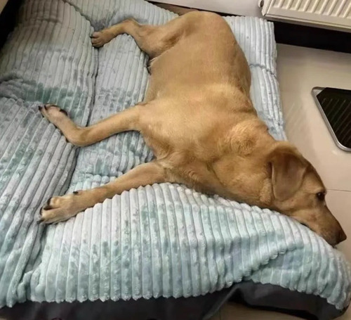 Cama Colchon Premium Con Cierre Mascotas Perros Xxl 120 Cms