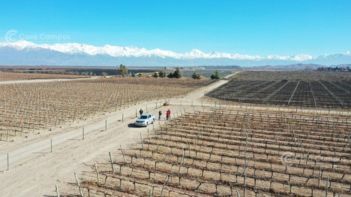 Se Vende Finca En Valle De Uco Mendoza. 300 Ha De Viñedo En Producción Unicas. Lo Mejor