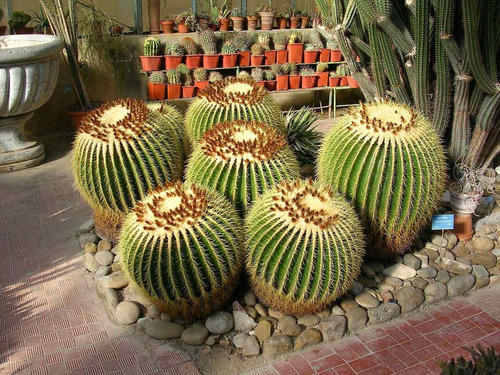 Cactos Bola Cactus Barril Cadeira De Sogra Flor 10 Sementes