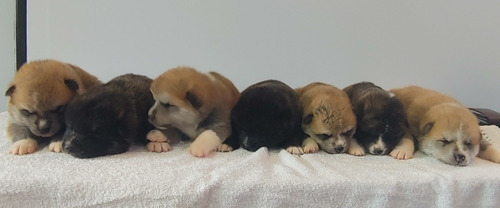 Filhotes De Akita