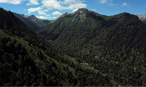 Campo Loncotriuque Con Cabaña Y Galpon. Loteado Con 66 Parc.