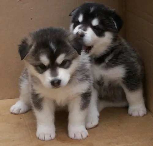 comprar Cachorros Alaska Malamute Ya Vacunados.