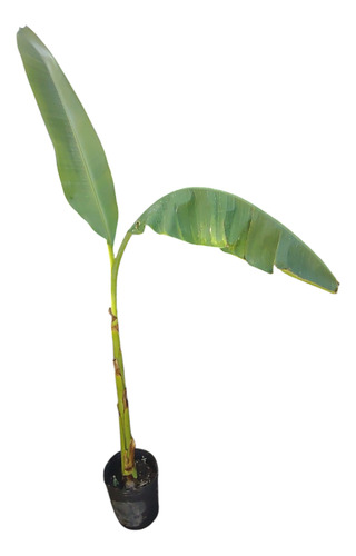 Planta De Musa Ornata (banano De Flor Rosa)