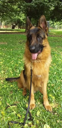Adiestramiento Canino Profesional - Jorge Arazi