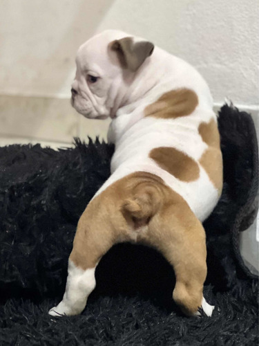 Imagen 9 de 10 de Cachorros Bulldog Inglés Con Pedigri Kcu